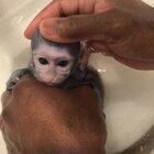 Baby Monkey Bath Time