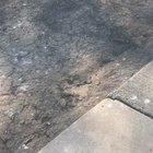 Squirrel wants a treat?