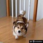 We managed to get a slow-mo video of our Corgi, Barley, shaking after we gave him a bath.