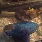 Hardly ever see hamsters on here