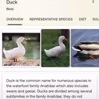 Bigger than life-sized duck