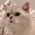 Meow-wbr-wbr-wbr-wbr-wbrrrr...[ERROR]