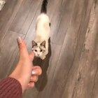 Give that cat a Meowscar 🏆