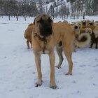 Kangal guarding its flock of sheep