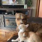 Pit Bull prepping for dinner