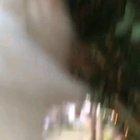 Чего тебе надо, собака?