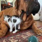 Gentle giant and his little new friend
