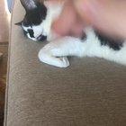 Don’t wake a sleeping Stella