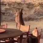 a regualr rough and tumble freakout