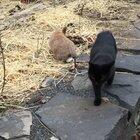 Buddy the bunny behaving badly