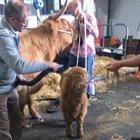 Saw a highland calf getting blow dried for the highland show yesterday