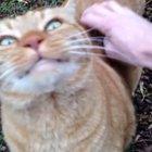 Catto reaction to back scratch.