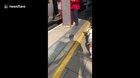 UK train conductor sets up ramp to help short-legged dog board