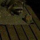 Lazy raccoon eats peanuts while lounging.