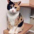 If you’re happy and you know it