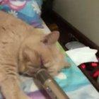 Snoring chonk (Sound on)