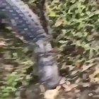 Never corner Florida Man!