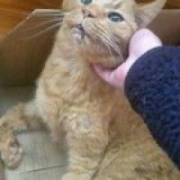 Tiger is 31 years old, and is still a prime example of the ever loving box and cat relationship.