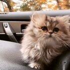 Little Kitty Going for a Ride