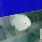 This fish has PTSD from his friend getting turned into fish fingers