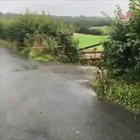 Cows avoid dangerous white line