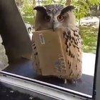 Hogwarts here I come!