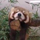 Sleepy red panda.