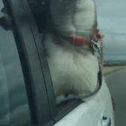 My dog wanted to get some fresh air today