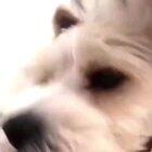 His reaction when he suddenly hears his owner cough.