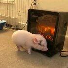Not mine, but just look at this cute cute piglet trying to warm up.