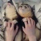 I hope no one's posted this, I just loved these ferrets