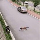 Belgian Malinois are no joke