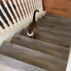 When you realize you’re being followed