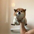 Ladies and gents, a Shiba Inu being lowered into a bathtub