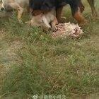 making sure the old friend eats first