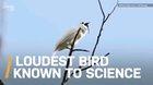 Loudest Bird Known to Science