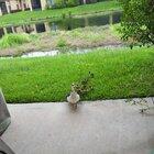 Hello Neighbor; I made these