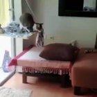 Able was adopted by someone who knows how to set him up for success.