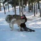 Gorgeous grey wolf becomes a good boy when visited by the people that helped raise their pack