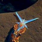 🔥 One of the prettiest and most colorful species of sea slug, the opalescent nudibranch found off the coast of California. Credit:waterbod 🔥