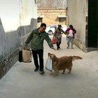 Puppers would love to help