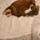 Here’s some three second footage of my cat having a threesome.