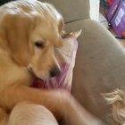 my dog has ticklish feet apparently