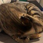 Sometimes she forgets that she owns her bottom half.