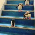 How penguins go down stairs.