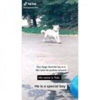 This dog loves to push a flat rock