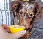 Puppy tries a lemon for the first time. Not a fan.