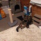 please does any one else’s cat do this bc it makes me die every time