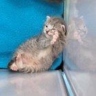 Poppy is trying to figure out how to play, but she hasn't quite figured it out yet