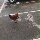 Reichsadler im Stechschritt